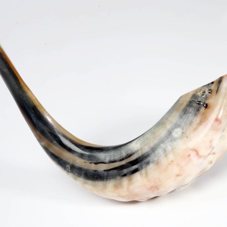 LARGE SHOFAR NO.5 (A)