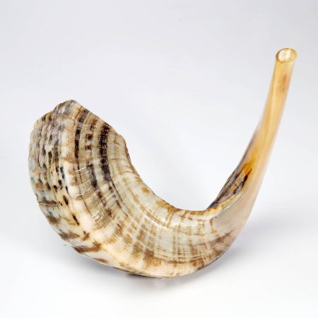 NATURAL FINISH LARGE SHOFAR NO.5 (AN)