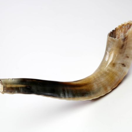 MOROCCAN LARGE SHOFAR (B4M)