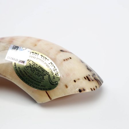 SHOFAR "BADAZZ" sertificate