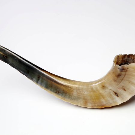 MOROCCAN MEDIUM SHOFAR (C3M)