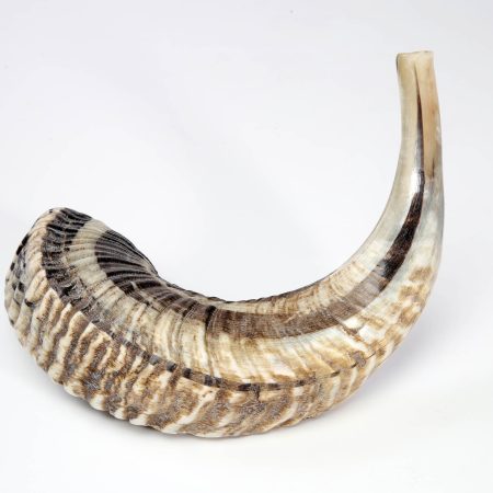 NATURAL FINISH MINI SHOFAR (D)