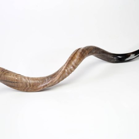 YEMENITE NATURAL FINISH EXTRA "JUMBO" SHOFAR (YEXL)
