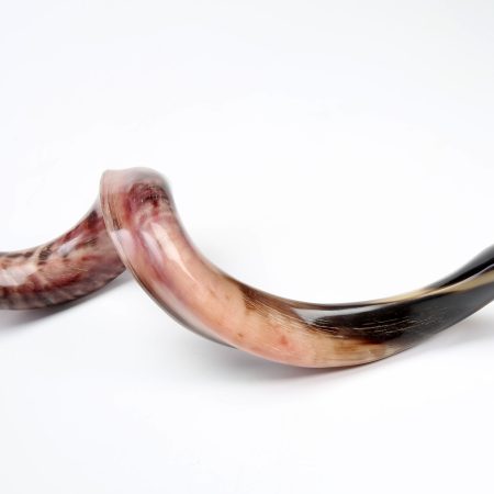 YEMENITE MEDIUM SHOFAR (YM)